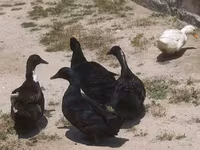अलाबियो — फ़ोटो 2