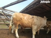 सांड, Simmental cattle — फ़ोटो 5