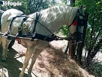 Caballo, Caballos — foto 3