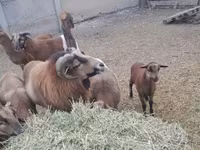 Widder, Cameroon sheep — Foto 5