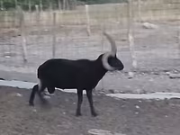 Кочкор, Шетланд койу — сүрөт 1