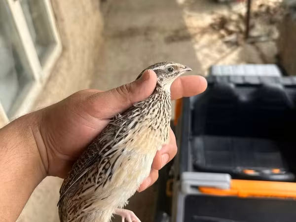 गोल्डन इटालियन