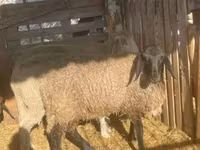 Widder, Tsigai sheep — Foto 2