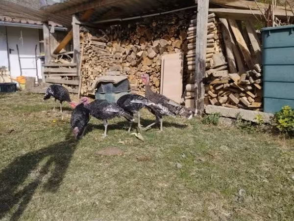 Бронзовая