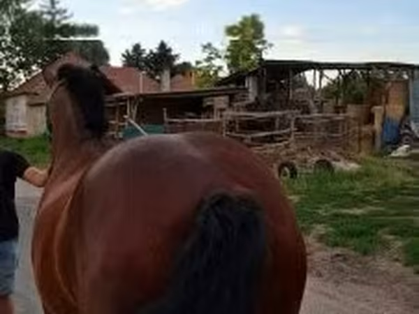 Jument, Chevaux