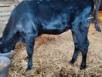 母牛, Aberdeen-Angus — 照片 3
