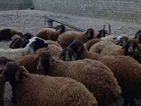 Carnero, Karakul sheep — foto 2