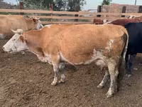 Krava, Swiss cattle — foto 3