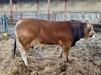 Toro, Partenaise cattle — foto 6