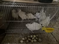 إستوني — الصورة 2
