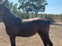 Kobyła, Nonius horse — zdjęcie 4