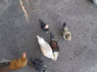 Chickens — Foto 3