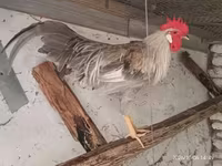 galinha dinamarquesa — foto 1