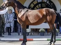 Stute, Nonius horse — Foto 8
