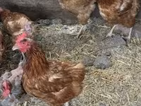 Chickens — zdjęcie 2