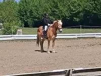 Caballo, Haflinger — foto 4