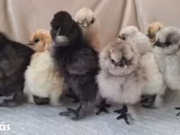 Silkie — zdjęcie 5