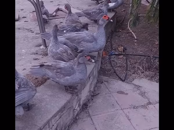 لافندر