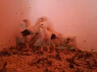 Chickens — الصورة 7