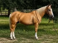 Caballo, Quarter Horse — foto 1