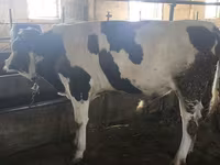 Toro, Simmental cattle — foto 6