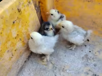 سيلكي — الصورة 1