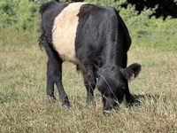 Taureau, Vache galloise — photo 3