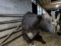 Kuh, Brahman — Foto 3