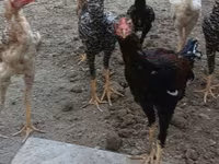 Chickens — photo 7