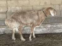 Carneiro, Edilbay sheep — foto 1