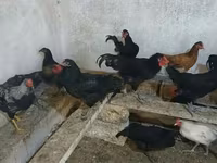 Australorp — photo 2