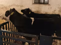 Býk, Russian Black pied cattle — foto 7