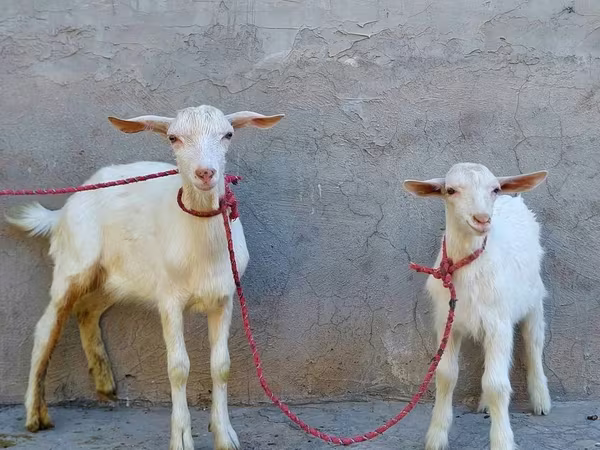 बकरी, Saanen goat