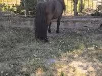 Kůň, Australian Pony — foto 6