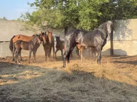 Caballo, Orlov Trotter — foto 1