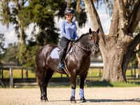 فرس, Percheron — الصورة 7