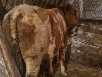 Buğa, Simmental cattle — foto 3