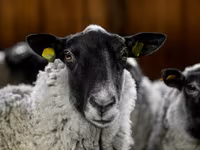 Carnero, Romanov sheep — foto 4