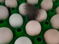 Chickens — الصورة 1