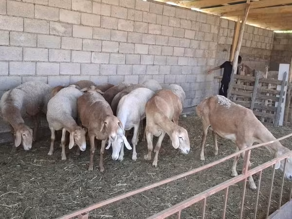 Schaf, Hissar sheep