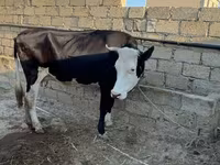 母牛, Red-spotted breed — 照片 7