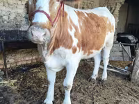 Buğa, Simmental cattle — foto 1