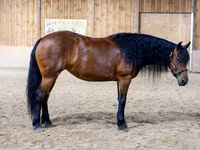 فرس, Friesian — الصورة 3