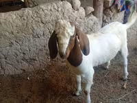 Boucs, Boer goat — photo 2