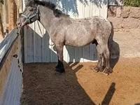 Horse (M), Appaloosa — photo 1