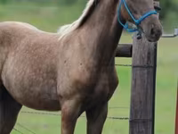 Cheval, Black Sea breed — photo 3