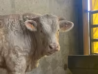 Taureau, Simmental cattle — photo 4