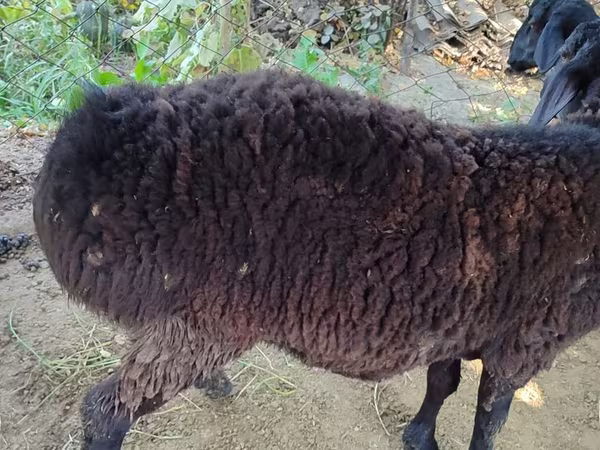 كبش, Blackheaded Persian sheep