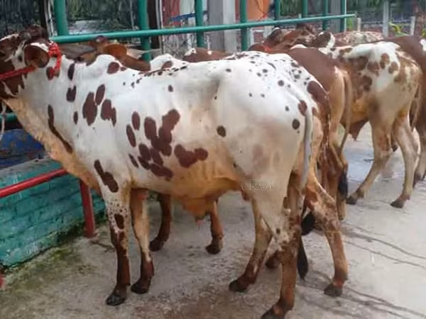 Taureau, Bovins