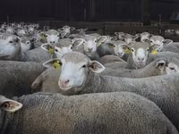 نعجة, Ile-de-France sheep — الصورة 3